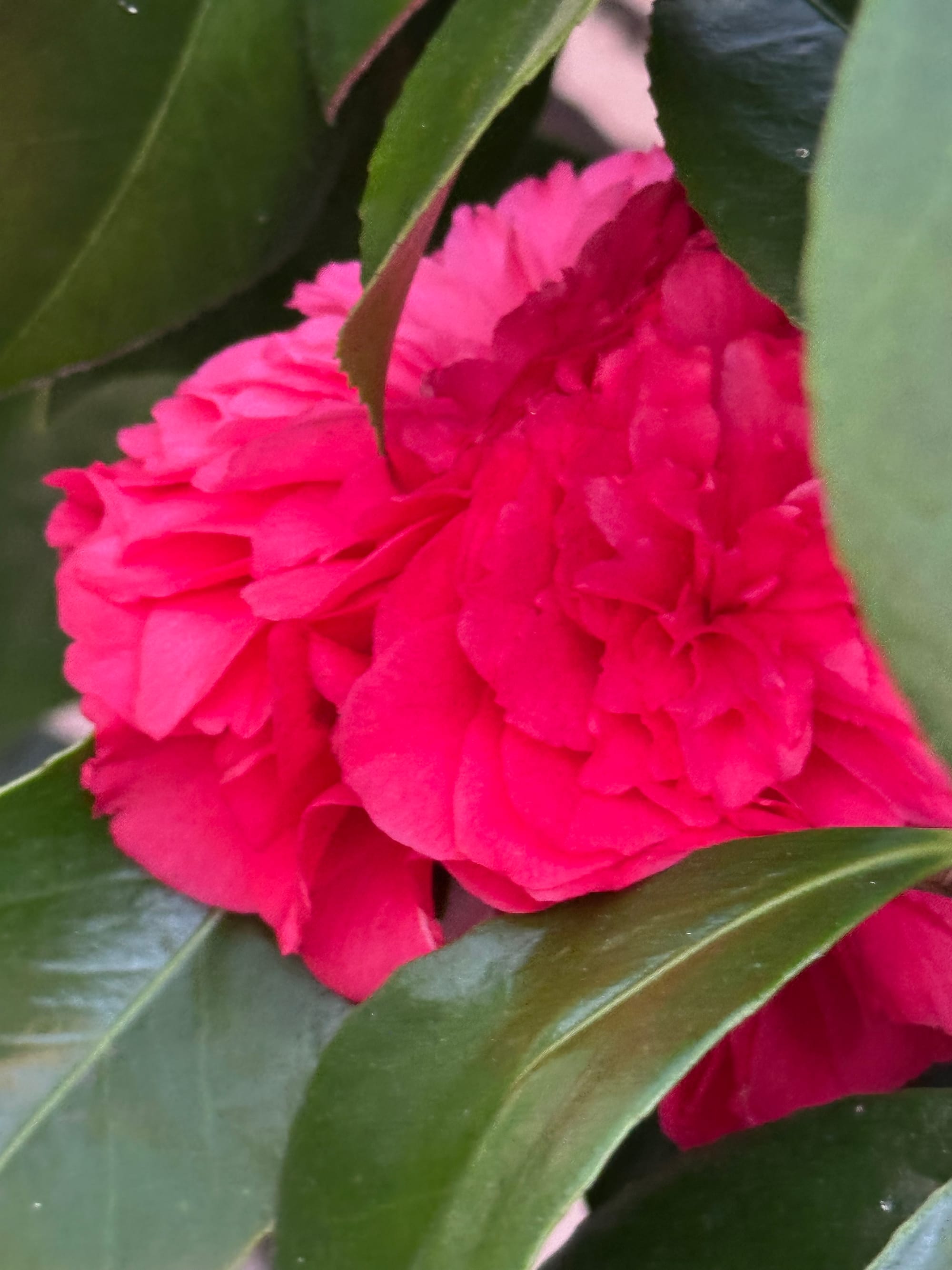 Vibrant pink-red camellia blossom (there's two, I think? One clump.) snuggled amongst the green flowers.