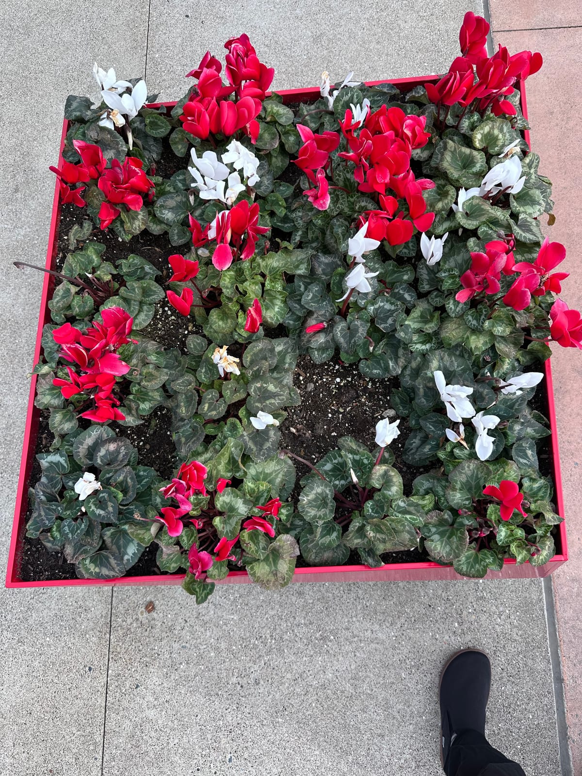 Red, white & green plants in a red square planter, no straight angles, on a sodewalk, also all slightly off lines, and a left foot in a black shoe in the lower right.