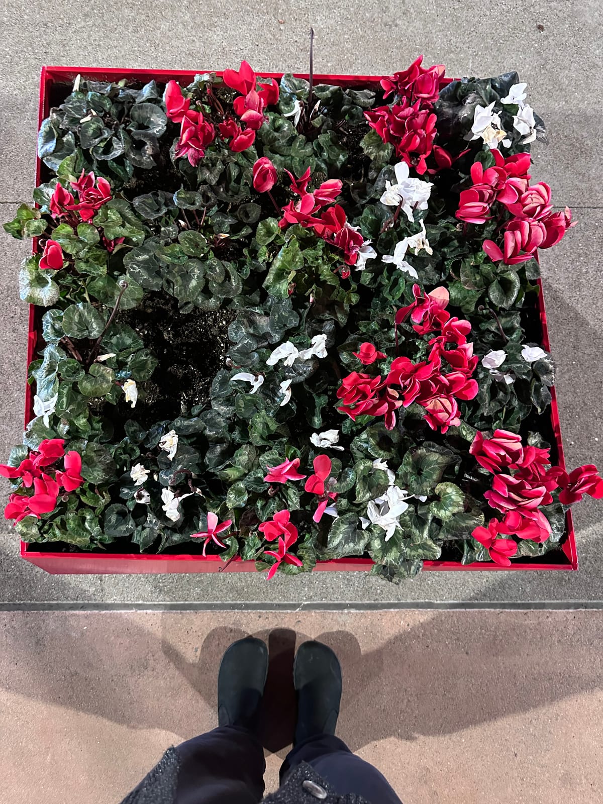 An over-lit night shot of a red cube planter with closed-up red and white flowers, with green foliage, visible at the bottm are the author's black-clad legs & feet.