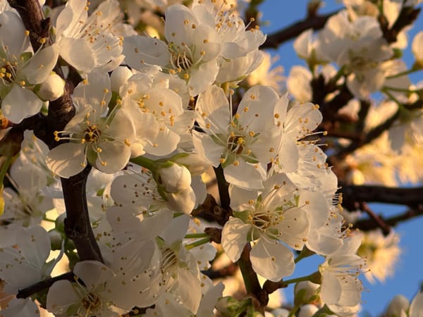 Close-up of white plum blossoms on dark branches with a blue sky in the background.